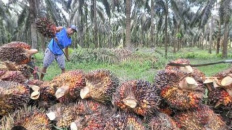 Harga Sawit Mitra Swadaya Riau Naik Di Pekan Ketiga Januari 2024 Ini