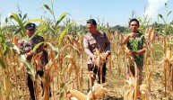 Polsek Batang Cenaku Perkuat Ketahanan Pangan Desa Lewat Budidaya Jagung Pipil