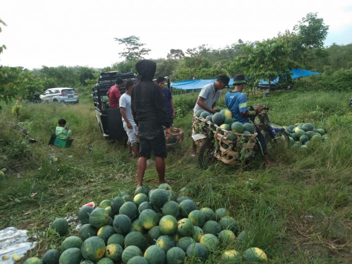 Belajar Otodidak, Petani Ini Sukses Kembangkan Kebun Semangka