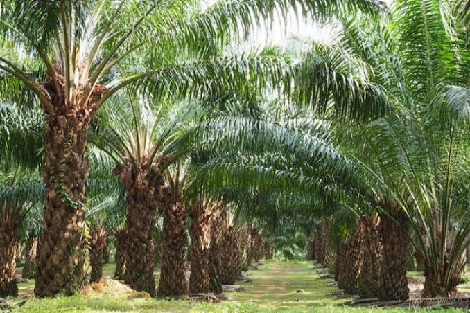 Pentingnya Mengelola Komunikasi di Perkebunan Kelapa Sawit