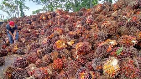 Petani Sawit Sudah Rugi Triliunan, Kapan Jokowi Cabut Larangan Ekspor CPO?