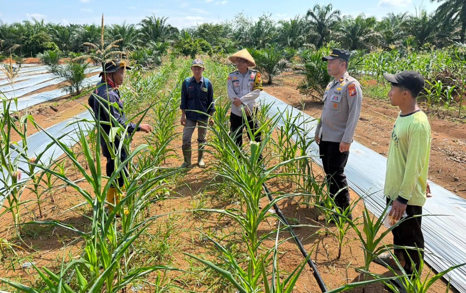 Polri Hadir di Sektor Pertanian, Kapolsek Batang Cenaku Tinjau Budidaya Jagung Pipil