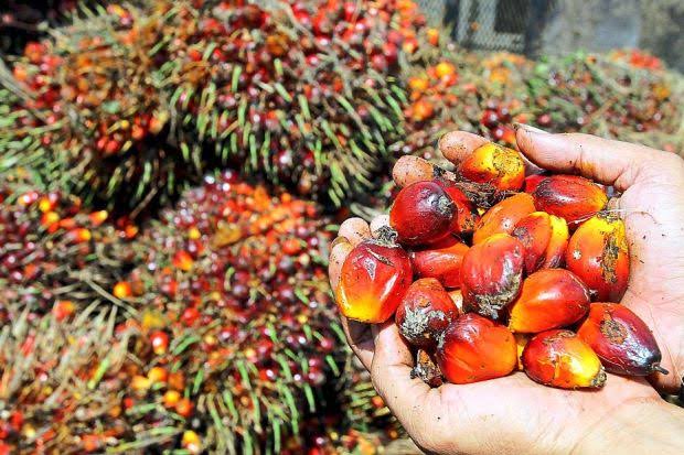 Harga Jual CPO Naik, Sawit Riau Ikutan Meroket