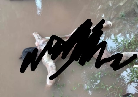 Warga Pangean Digegerkan Penemuan Mayat di Sungai Batang Kuantan