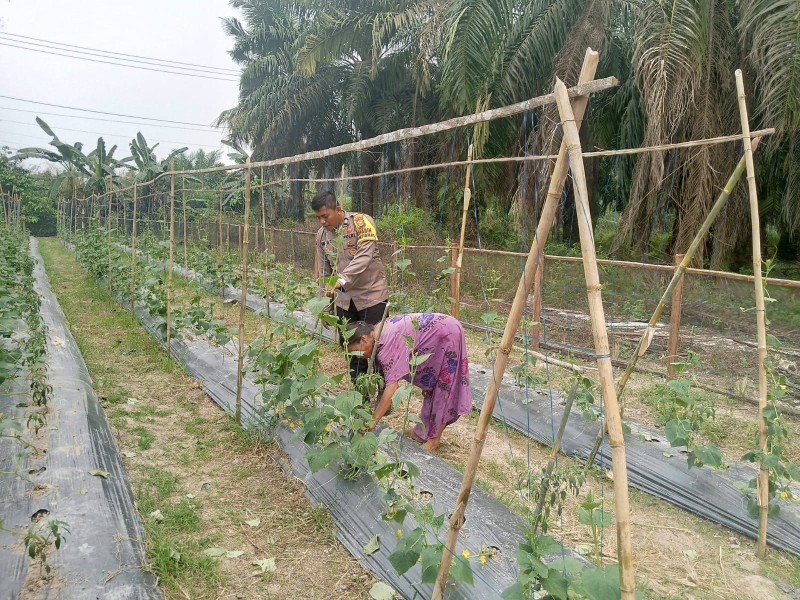Sambangi Petani Timun, Bhabinkamtibmas Ajak Warga Desa Teluk Sungkai Dukung Program Pemerintah