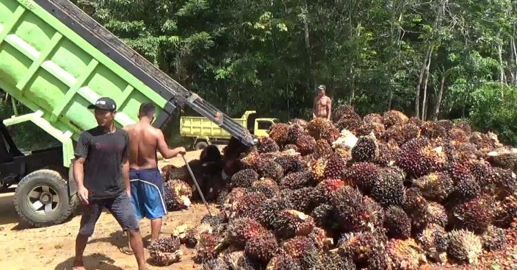 Harga Mulai Naik, tapi Petani Sawit Masih Rugi