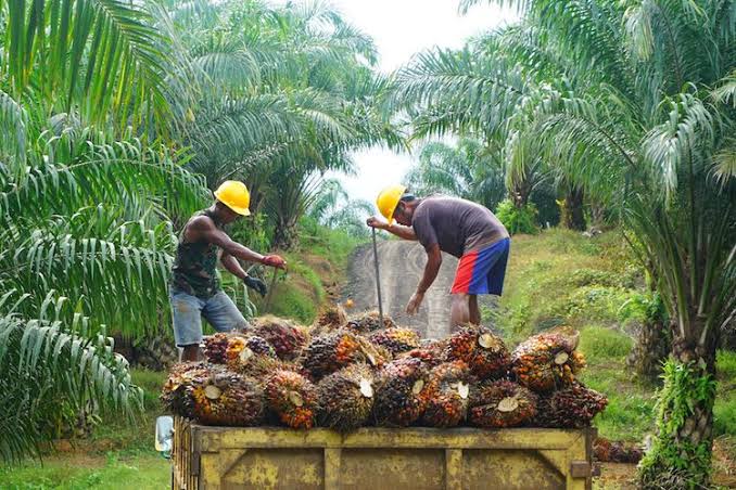 Alhamdulillah, Harga Sawit di Riau Naik Lagi