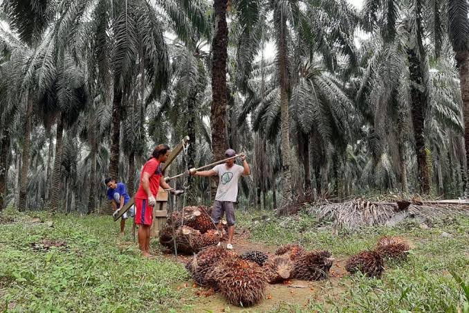 Kata Disbun Riau Soal Kemitraan Petani Sawit