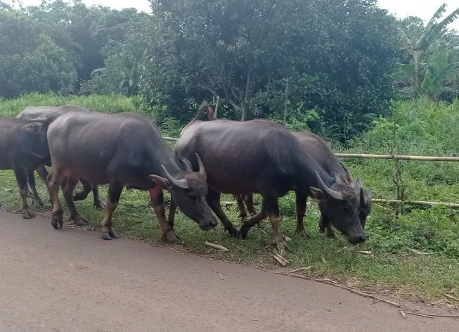 Pemprov Riau berupaya Atasi Penyakit ngorok Serang 100-an Ternak Kerbau
