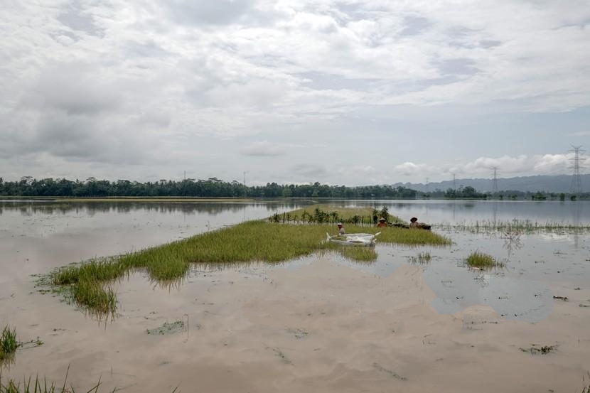 Puluhan Hektare Sawah di Kalimantan Tengah Gagal Panen
