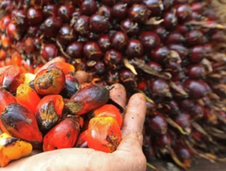 Harga Sawit Mitra Swadaya di Riau Naik 1,99 Persen, Usia 9 Tahun Dibanderol Rp 2.512/Kg