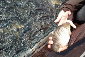 Ini Penyebab 2,3 Ton Ikan Mas Mati di Danau PLTA Kampar