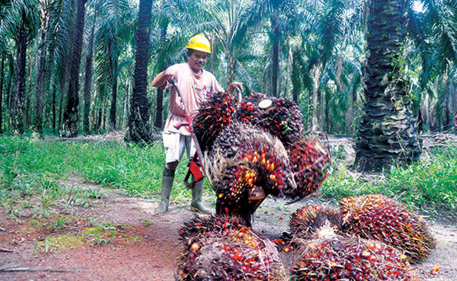 Harga TBS Sawit Riau Naik Jadi Rp2.134,08 per Kg