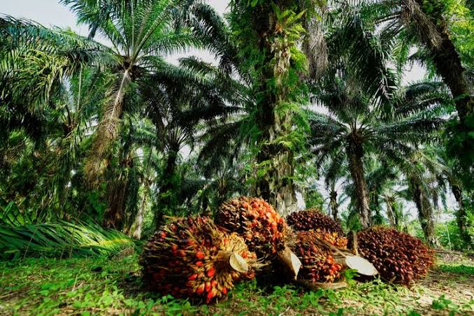 Ini Daftar Harga TBS Kelapa Sawit di Riau Periode 2-8 November 2022