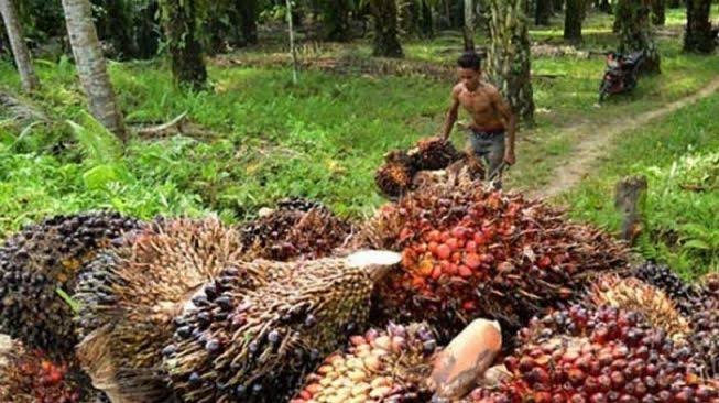 Harga TBS Sawit Riau Turun, Berikut Rinciannya