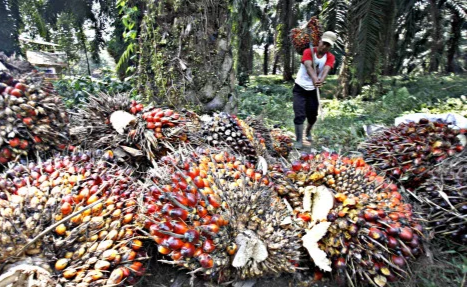 Ini Daftar Harga Tandan Buah Segar Hingga 12 April 2022