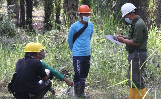 Berikut Model Alternatif Kemitraan Sawit yang Bisa Diterapkan