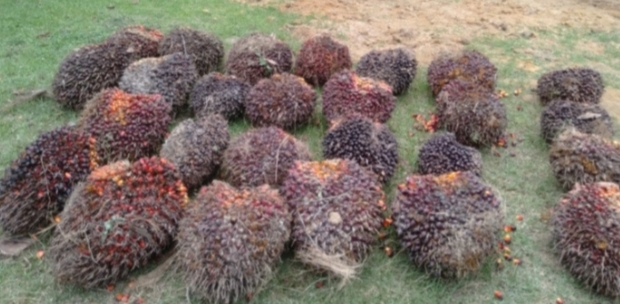 Curi TBS, Anak Dibawah Umur Di Polisikan Pemilik Kebun Sawit