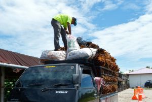 Daftar Lengkap Harga Sawit Riau Periode 4 - 10 Januari 2023