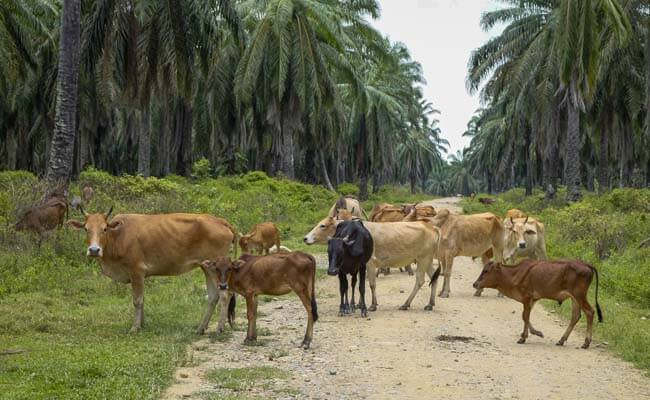 Mantap! Integrasi Sapi-Kelapa Sawit Masuk Kebijakan RAN-KSB