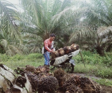 Banyak Pemilik Jual Kebunnya ke Perusahaan Sawit, Begini Dampaknya