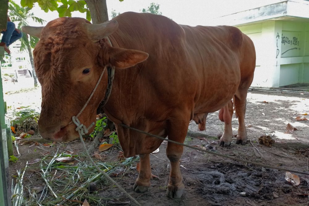 Calon Sapi Kurban Presiden untuk Riau Berasal dari Pekanbaru dan Bengkalis
