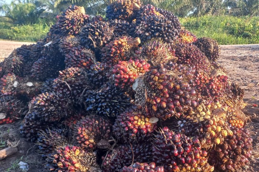 Harga Sawit Masih Rendah, Nilai Tukar Petani Riau Juni 2022 Turun Lagi