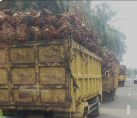 DBH Sawit Bakal Digunakan untuk Jamsostek, Apkasindo: Kurang Tepat, Prioritaskan Saja ke Infrastruktur