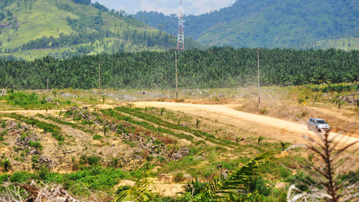 Musim Kering Segera Tiba, Ini Dampaknya Terhadap Sawit