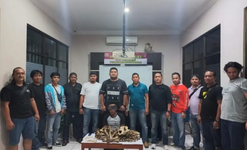 Nyamar Jadi Pembeli, Polisi Berhasil Tangkap Penjual Tulang Harimau Sumatera