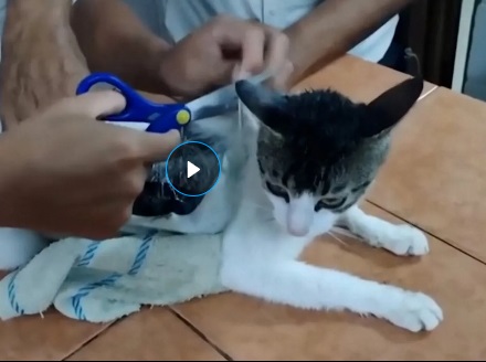 Bukan Sembarang Penyelundup, Kucing Bawa Narkoba Ditangkap di Kosta Rika