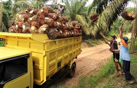 Harga TBS Sawit Riau Naik, Ini Daftarnya