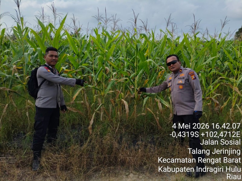 Jagung Pipil di Talang Jerinjing Tumbuh Subur, Polsek Rengat Barat Turun Langsung Lakukan Pengecekan