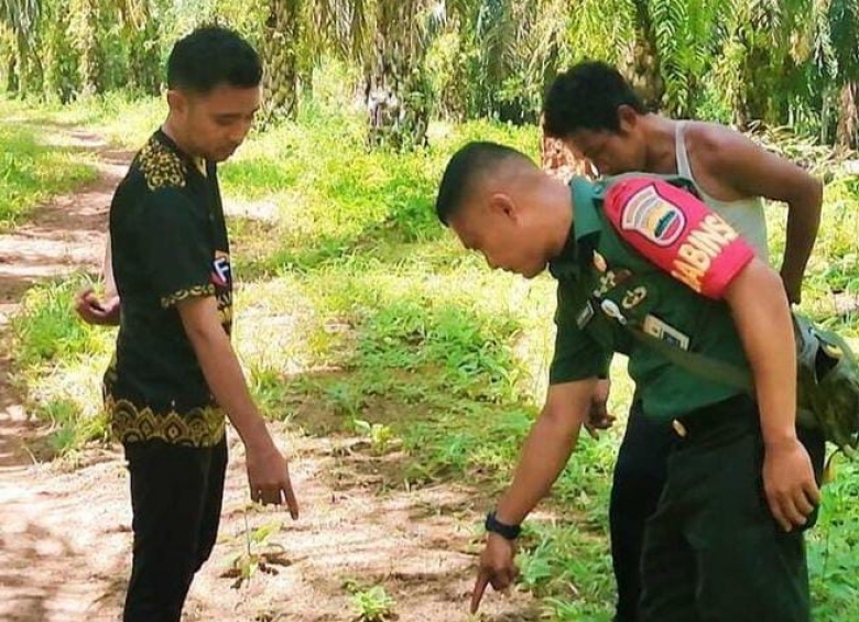 Jejak Tapak Harimau diduga Ditemukan di Kebun Sawit