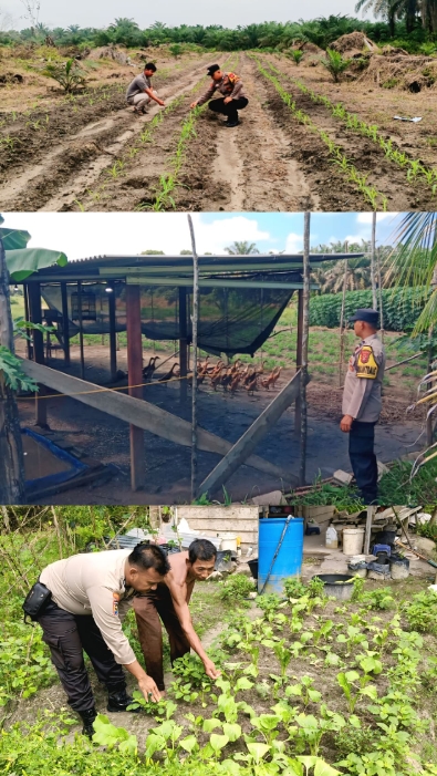 Polsek Rengat Barat Gencarkan Ketahanan Pangan, Pantau Jagung Hingga Peternakan Bebek Warga