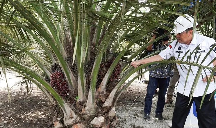 PTPN V Serap 671.453 Ton Sawit Petani