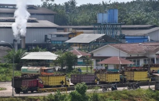 8 Pabrik Sawit Tutup