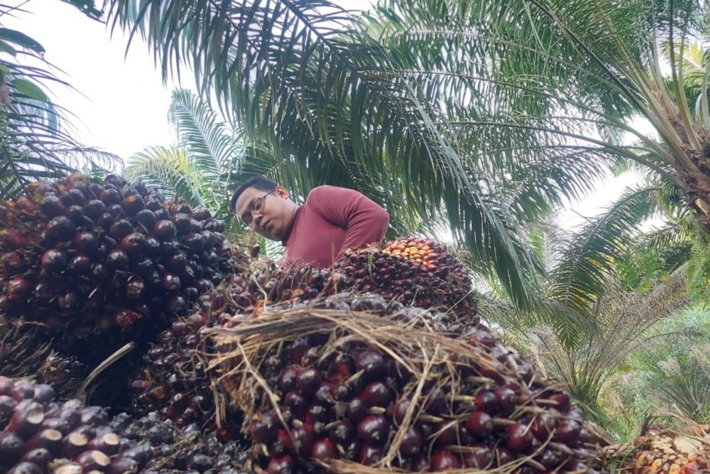 Petani Sawit Berharap Kebijakan Bebas Pajak Ekspor CPO Dongkrak Harga TBS