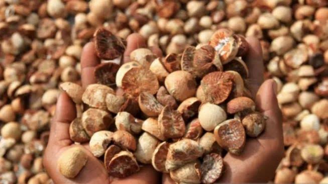 Turun Tipis, Harga Pinang Kering di Riau Rp10.351 per Kg