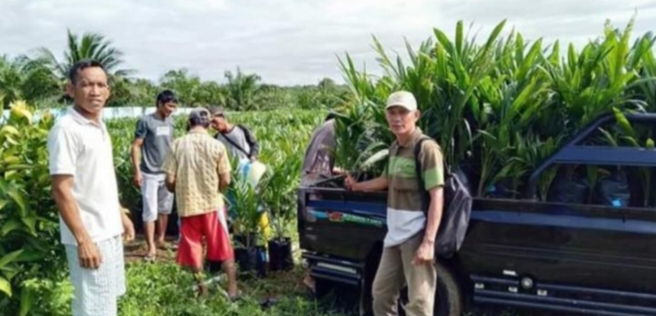 15 Ribu Bibit Sawit akan Dibagikan ke Petani Paling Lambat Awal Oktober