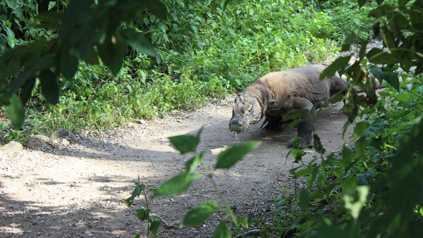 Tarif Baru Masuk Pulau Komodo Rp 3,75 Juta Ditunda hingga 1 Januari 2023