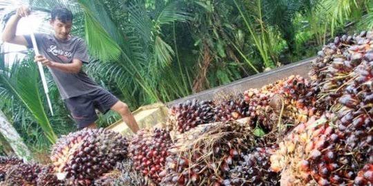 Turun Cukup Drastis, Berikut Daftar Harga Sawit Riau Hingga 29 Maret