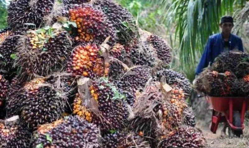 Harga Sawit di Riau Umur 10-20 Tahun Turun Rp92,72/kg