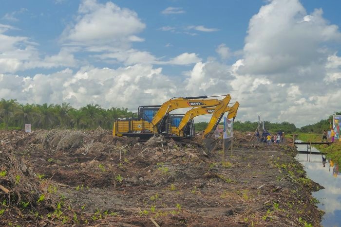 Riau Sudah Serap Rp850 Miliar Dana BPDPKS untuk Replanting Sawit Warga