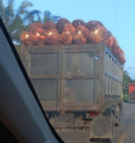 Harga Jual CPO di Riau Kompak Naik, Berikut Daftarnya