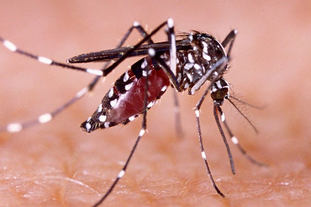 Waspada! Kasus DBD di Riau Meningkat