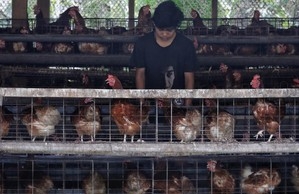 Peternak Ayam Jamin Harga Telur Turun 2 Minggu Lagi