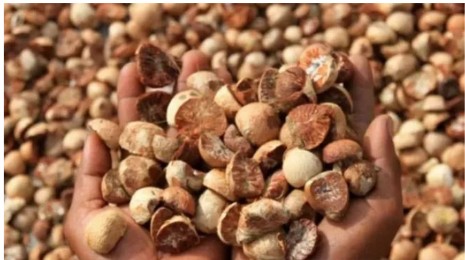 Pekan Ini, Harga Pinang Kering di Riau Turun Rp 30 Per Kilogram