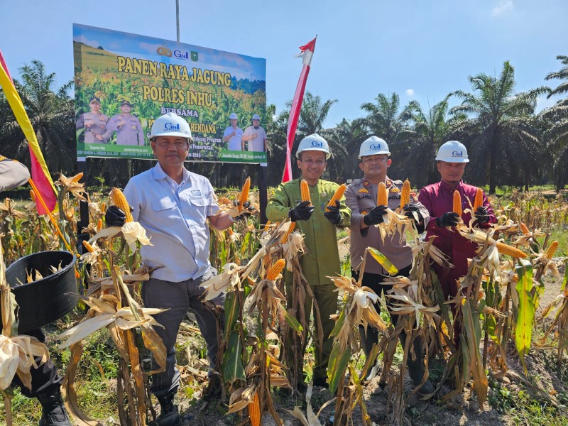 Sinergi Tangguh! Polsek Lirik dan PT GH Wujudkan Ketahanan Pangan Lewat Panen Jagung