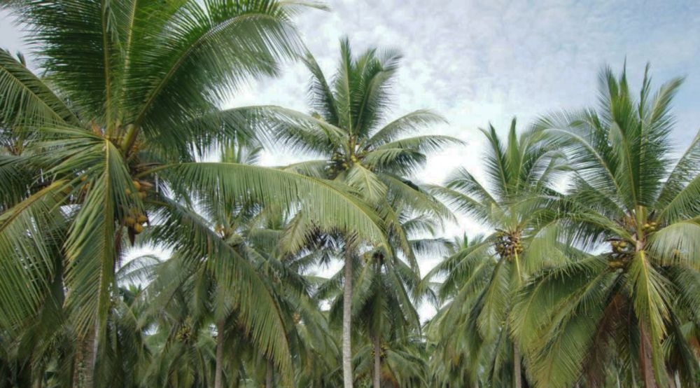 Riau dapat Bantuan 500 Hektar Replanting Kelapa Inhil dari Pusat